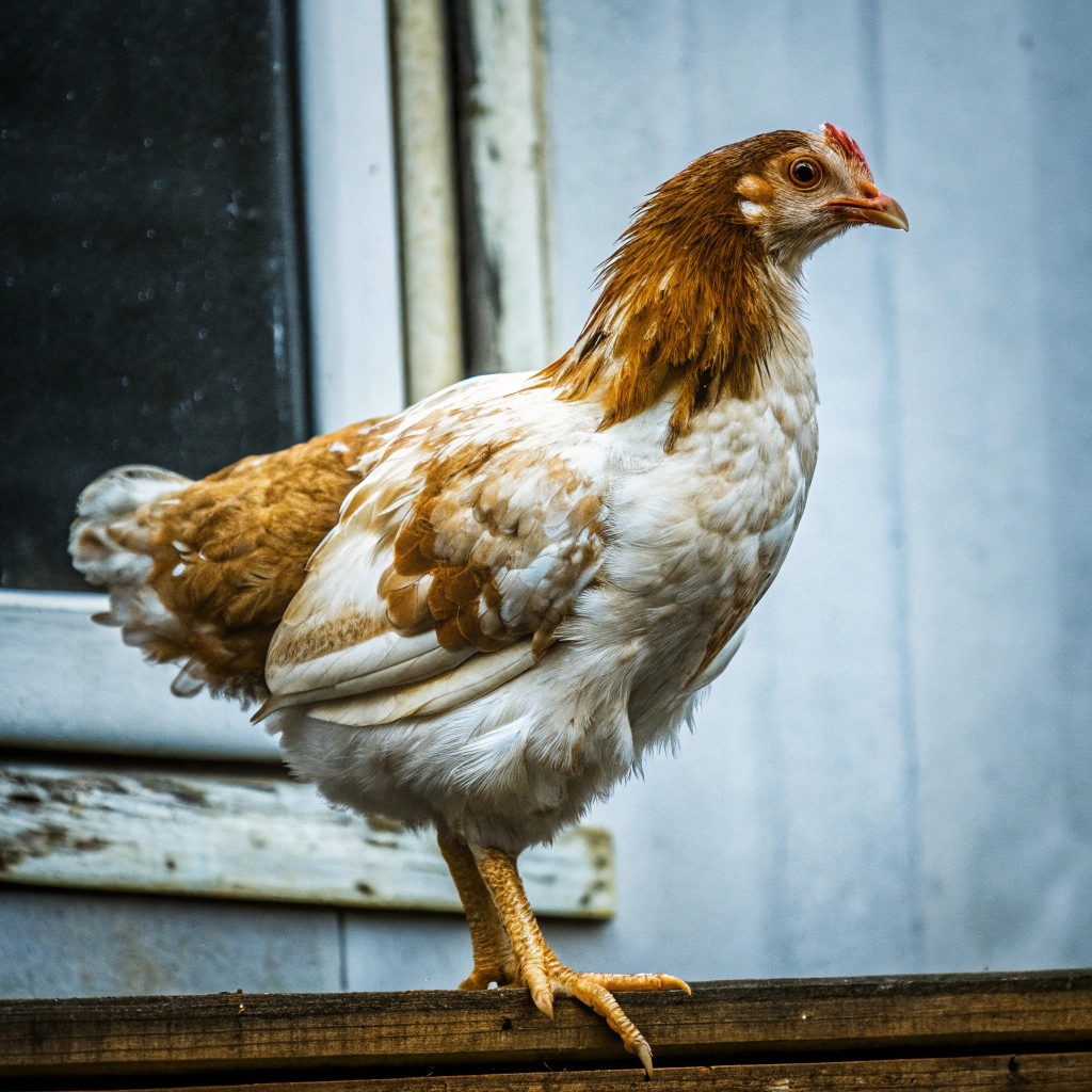 Продукти для птахів